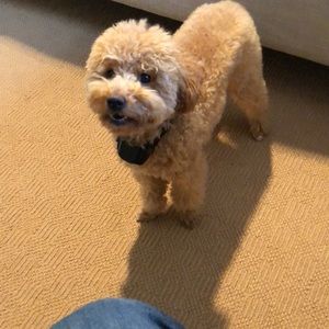 Meet your Posher, Cody